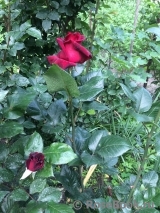 Black Baccara Black Baccara
