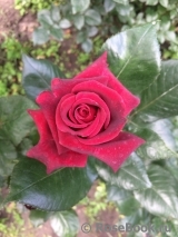 Black Baccara Black Baccara
