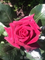 Black Baccara Black Baccara