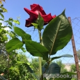 Black Baccara Black Baccara