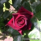 Black Baccara Black Baccara