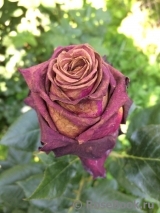 Black Baccara Black Baccara