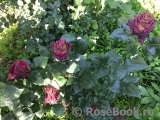 Black Baccara Black Baccara