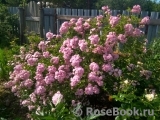 Heavenly Pink Heavenly Pink