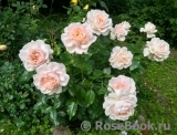 Chandos Beauty Chandos Beauty