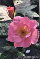 Pink Robusta Pink Robusta