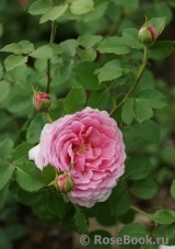 Princess Alexandra of Kent Princess Alexandra of Kent