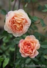 Lady of Shalott Lady of Shalott
