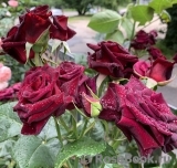 Black Baccara Black Baccara