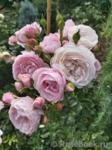 Hans Gonewein Rose Hans Gonewein Rose