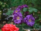 Rhapsody in Blue Rhapsody in Blue