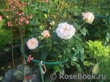 White Fox Rose White Fox Rose