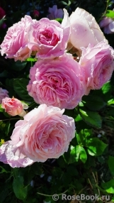 Rosengräfin Marie Henriette Rosengräfin Marie Henriette