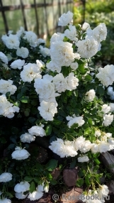 White Meidiland White Meidiland