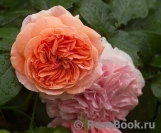 Crown Princess Margareta® Crown Princess Margareta®