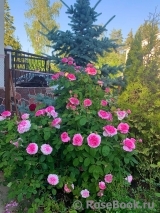 Gertrude Jekyll Gertrude Jekyll
