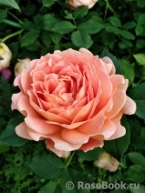 Lady of Shalott Lady of Shalott