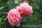 Jubilee Celebration® Jubilee Celebration®