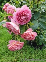 Jubilee Celebration® Jubilee Celebration®