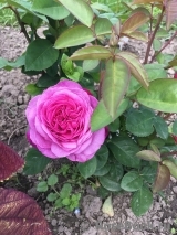 Heidi Klum Rose Heidi Klum Rose