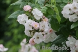 Perennial Blush Perennial Blush