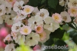 Perennial Blush Perennial Blush