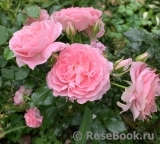 The Alnwick Rose The Alnwick Rose