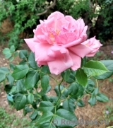 Coral Dawn Coral Dawn