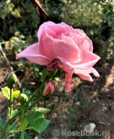 Coral Dawn Coral Dawn