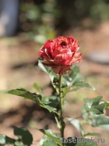 Ranuncula Ranuncula