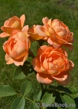 Lady of Shalott Lady of Shalott