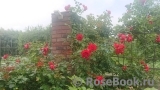 Florentina - Florentina -