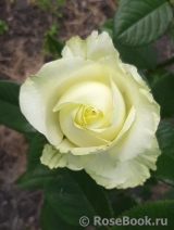 Lovely Green ® Lovely Green ®
