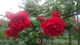 Florentina - Florentina -