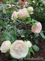 Biedermeier Biedermeier