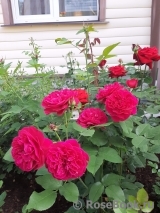 Darcey Bussell Darcey Bussell
