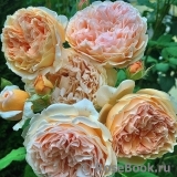 Crown Princess Margareta® Crown Princess Margareta®