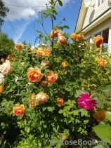 Lady of Shalott Lady of Shalott