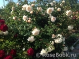 Crocus Rose® Crocus Rose®