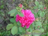 Sophy’s Rose Sophy’s Rose