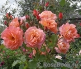 Westerland Westerland