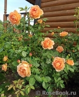 Lady of Shalott Lady of Shalott