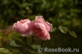 The Alnwick Rose The Alnwick Rose