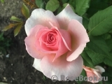 Abraham Darby Abraham Darby