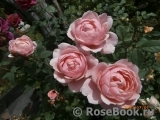 The Alnwick Rose The Alnwick Rose