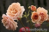 Crown Princess Margareta® Crown Princess Margareta®