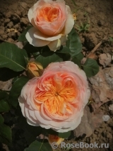 Juliet