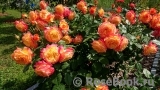 Gartenspass ® Gartenspass ®