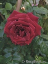 Terracotta ® Terracotta ®