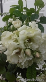 White Flight White Flight